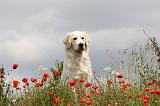 GOLDEN RETRIEVER 300